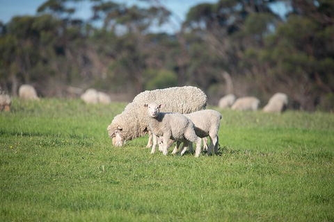 Fine Flavours - Full Day Kangaroo Island Food & Wine Tour - Attractions Sydney 9