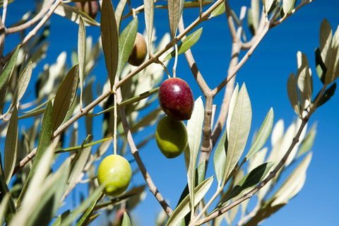Fine Flavours - Full Day Kangaroo Island Food & Wine Tour - Attractions Sydney 3