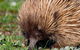 Kangaroo Island Luxury Small Group \'East End Explorer\' Full Day Tour - thumb 1