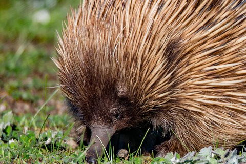 Kangaroo Island Luxury Small Group \'East End Explorer\' Full Day Tour - Attractions Sydney 1