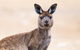 Kangaroo Island Luxury Small Group \'East End Explorer\' Full Day Tour - thumb 0