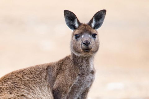 Kangaroo Island Luxury Small Group \'East End Explorer\' Full Day Tour - Attractions Sydney 0