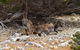 Kangaroo Island Luxury Small Group \'East End Explorer\' Full Day Tour - thumb 2