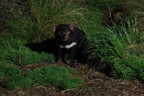 After Dark Tasmanian Devil Feeding Tour At Cradle Mountain - Attractions Sydney 1