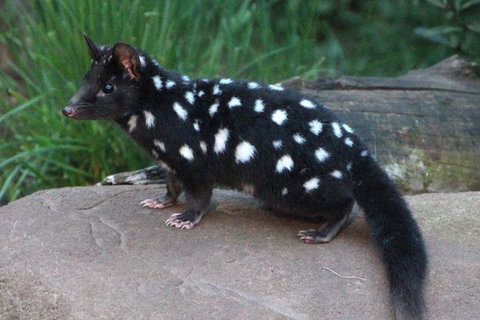 After Dark Tasmanian Devil Feeding Tour At Cradle Mountain - Attractions Sydney 5