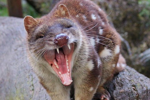 After Dark Tasmanian Devil Feeding Tour At Cradle Mountain - Attractions Sydney 4