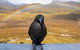 Cradle Mountain Park Explorer - thumb 5