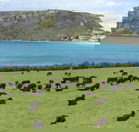 Cruise Ship Excursion Stanley - Attractions Sydney