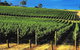 Hobart Afternoon Wine Tour Saturday: Local Wines + Cheese & Guide - thumb 3