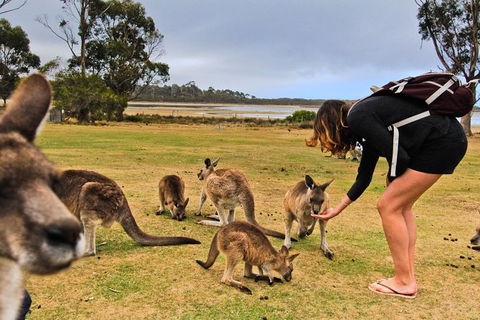 4-Day Fabulous Tasmania Tour: Wineglass Bay, Port Arthur, Devils & Bruny Island - Attractions Sydney 5