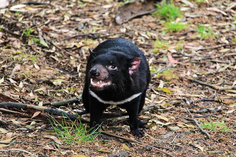 4-Day Fabulous Tasmania Tour: Wineglass Bay, Port Arthur, Devils & Bruny Island - Attractions Sydney 4