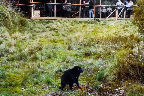 1-Hour Tasmanian Devil Feeding Day Tour At Cradle Mountain - Attractions Sydney 4