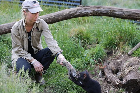1-Hour Tasmanian Devil Feeding Day Tour At Cradle Mountain - Attractions Sydney 0