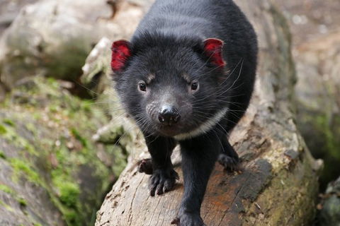 1-Hour Tasmanian Devil Feeding Day Tour At Cradle Mountain - Attractions Sydney 1