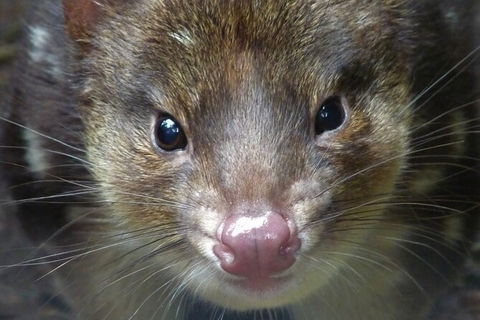 1-Hour Tasmanian Devil Feeding Day Tour At Cradle Mountain - Attractions Sydney 2