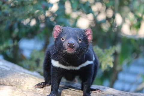 1-Hour Tasmanian Devil Feeding Day Tour At Cradle Mountain - Attractions Sydney 5