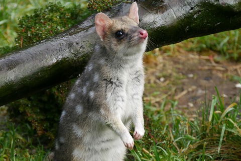 1-Hour Tasmanian Devil Feeding Day Tour At Cradle Mountain - Attractions Sydney 3
