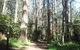 Dandenong Ranges Private Tour Including William Ricketts Sanctuary - thumb 5