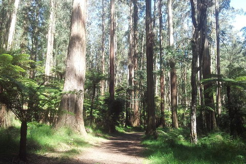 Dandenong Ranges Private Tour Including William Ricketts Sanctuary - Attractions Sydney 5