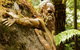 Dandenong Ranges Private Tour Including William Ricketts Sanctuary - thumb 1