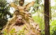 Dandenong Ranges Private Tour Including William Ricketts Sanctuary - thumb 0