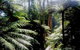 Dandenong Ranges Private Tour Including William Ricketts Sanctuary - thumb 4