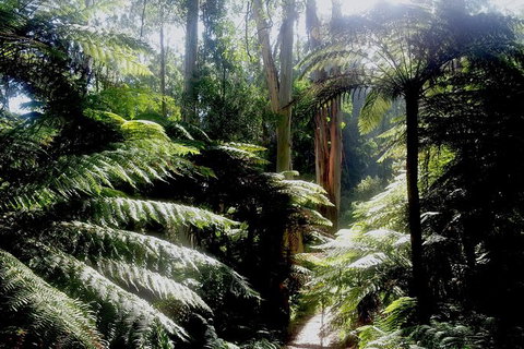 Dandenong Ranges Private Tour Including William Ricketts Sanctuary - Attractions Sydney 4