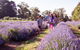 Yarra Valley Farmgate Tours - thumb 3