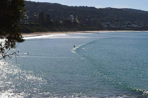 PRIVATE Great Ocean Road Tour And 12 Apostles With Wildlife Spotting - Attractions Sydney 6