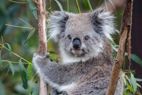 PRIVATE Great Ocean Road Tour And 12 Apostles With Wildlife Spotting - Attractions Sydney 7