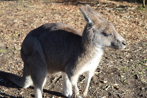 PRIVATE Great Ocean Road Tour And 12 Apostles With Wildlife Spotting - Attractions Sydney 2