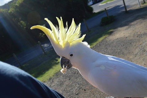 PRIVATE Great Ocean Road Tour And 12 Apostles With Wildlife Spotting - Attractions Sydney 3