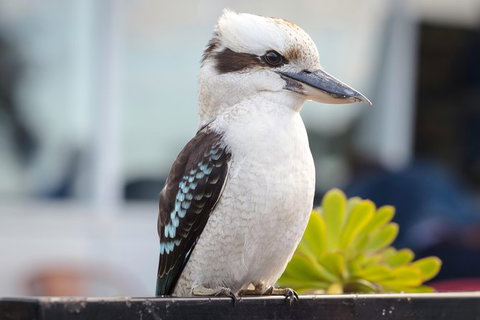 PRIVATE Great Ocean Road Tour And 12 Apostles With Wildlife Spotting - Attractions Sydney 9