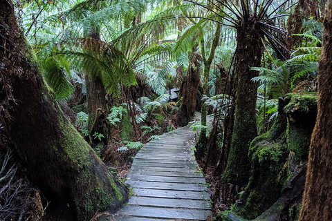 PRIVATE Great Ocean Road Tour And 12 Apostles With Wildlife Spotting - Attractions Sydney 8