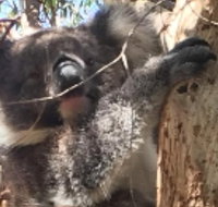 Towerhill Wildlife Tour - Attractions Sydney