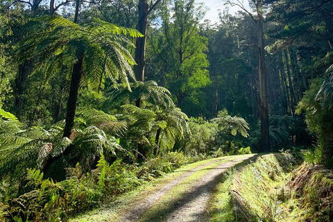 Aqueduct And Rail Trail Self-Guided Bike Tour In Warburton - Attractions Sydney 3