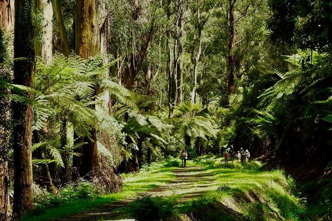 Aqueduct And Rail Trail Self-Guided Bike Tour In Warburton - Attractions Sydney 1