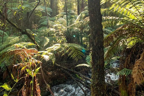 Hiking Tour To Aqueduct And Warburton Valley Lookout - Attractions Sydney 3