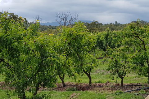 Yarra Valley Wineries And Rayners Orchard Tour From Melbourne - Attractions Sydney 16