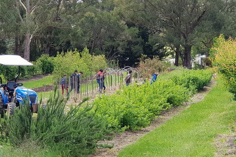 Yarra Valley Wineries And Rayners Orchard Tour From Melbourne - Attractions Sydney 3