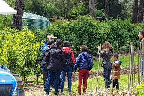 Day Tour Of Yarra Valley Puffing Billy And Rayners Orchard - Attractions Sydney 16
