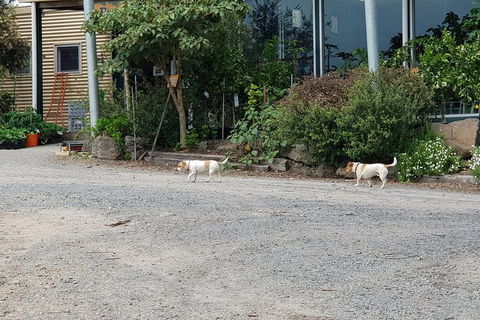 Day Tour Of Yarra Valley Puffing Billy And Rayners Orchard - Attractions Sydney 21