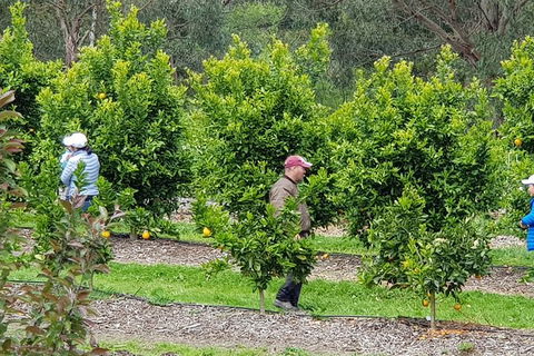 Day Tour Of Yarra Valley Puffing Billy And Rayners Orchard - Attractions Sydney 34