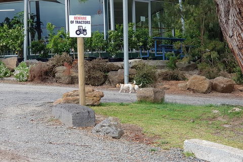 Day Tour Of Yarra Valley Puffing Billy And Rayners Orchard - Attractions Sydney 2