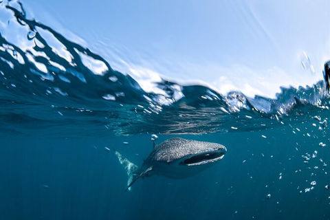Whale Shark Safari - Attractions Sydney 6