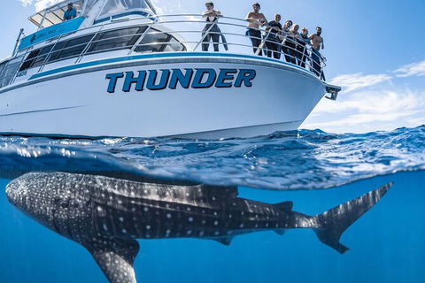 Whale Shark Safari - Attractions Sydney 1