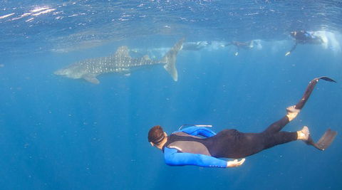 Whale Shark Safari - Attractions Sydney 4