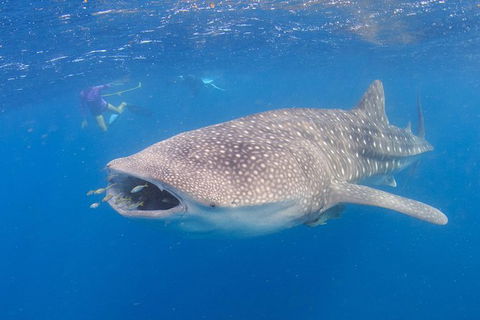 Whale Shark Safari - Attractions Sydney 5