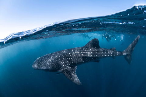 Whale Shark Safari - Attractions Sydney 2