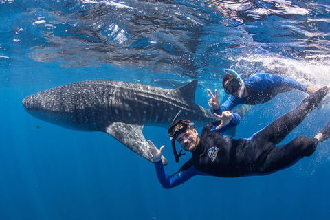 Whale Shark Safari - Attractions Sydney 0